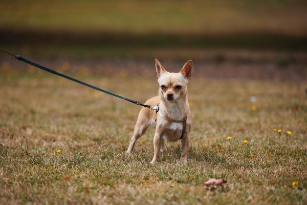 How Can UK Sports Leverage Analytics for Performance Enhancement?